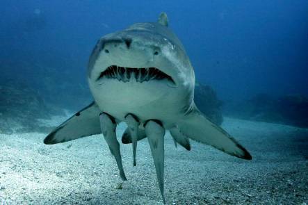 饥饿鲨世界锥齿鲨图片图片