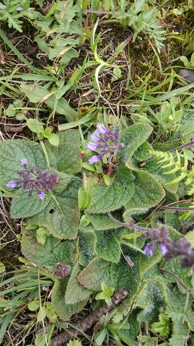 子宮草 (植物)