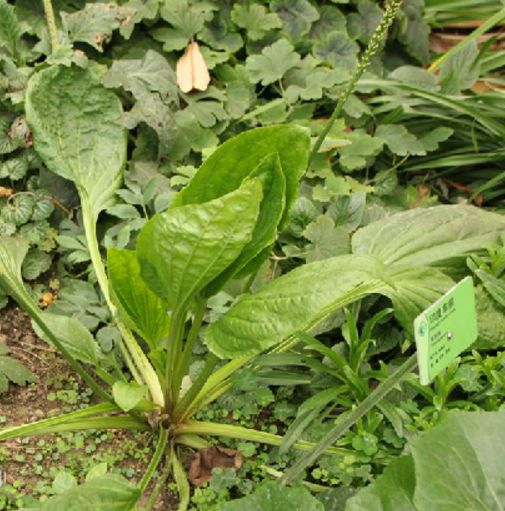 对叶车前(植物)