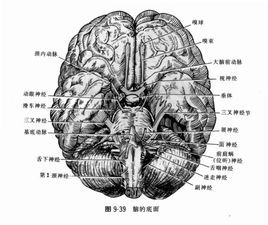 胎儿侧脑室解剖图图片