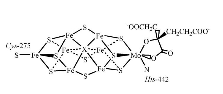 固氮酶活性(植物)