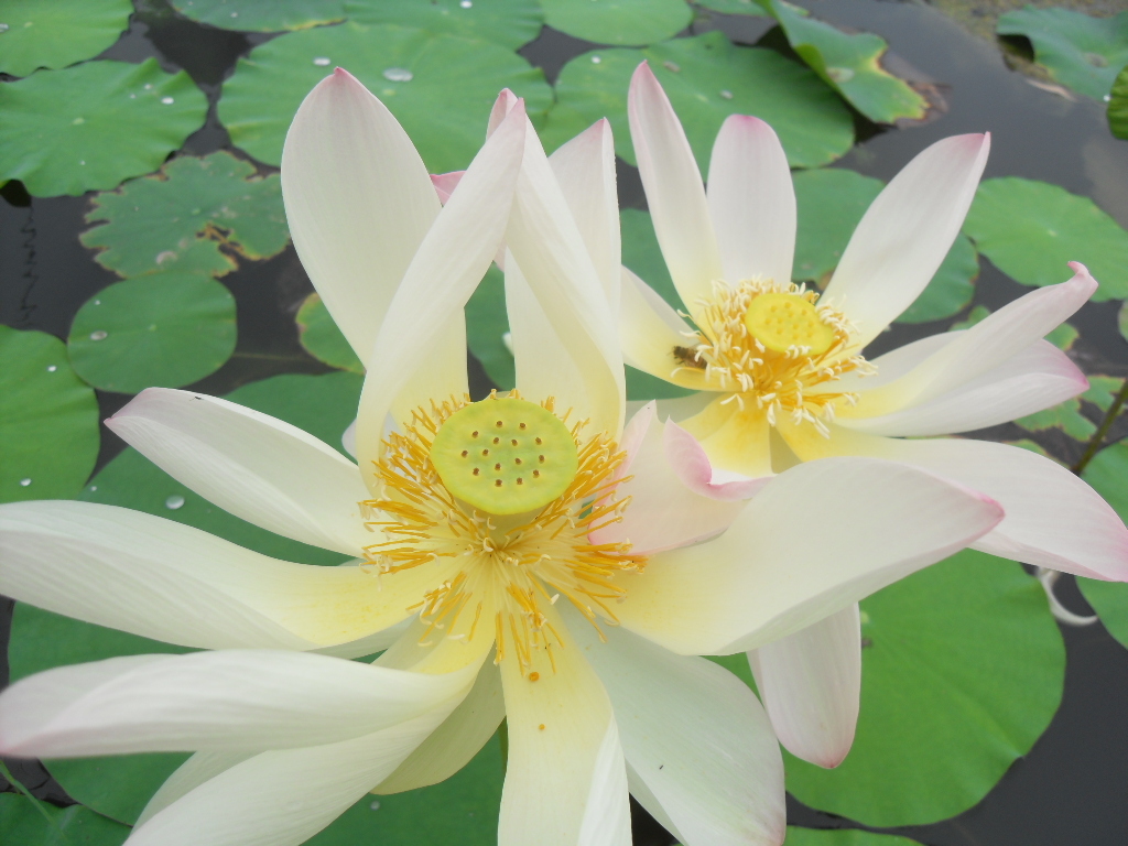 植物)舞妃莲是日本引进品种,1966年日本荷花专家阪本佑二用美国黄莲花