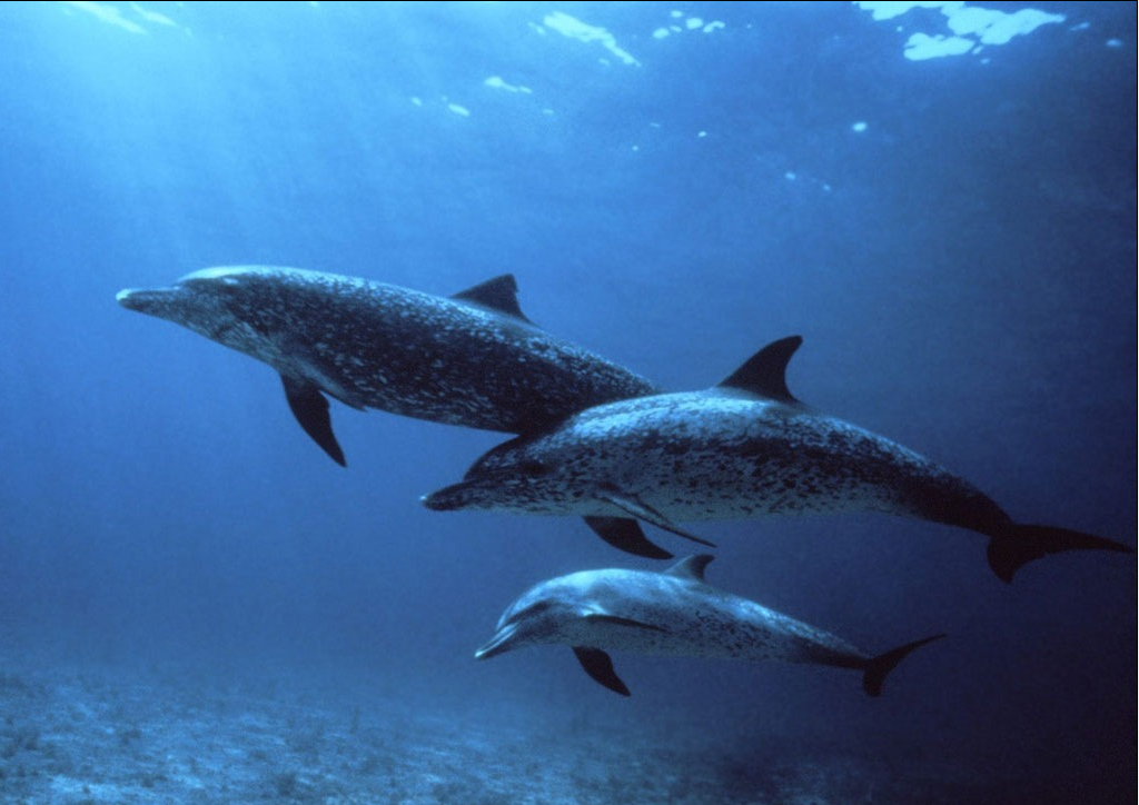 斑海豚动物