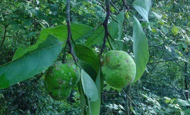 叶上果根(中医学与中药学)