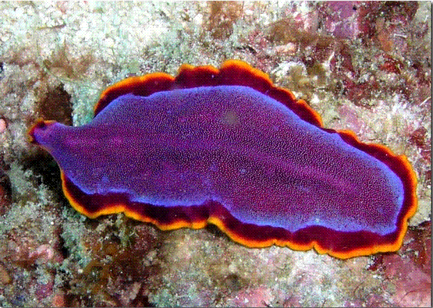 扁虫其他生物相关