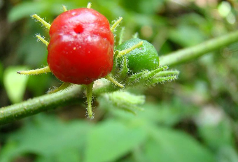 红丝线(植物)红丝线,别名:十萼茄,衫钮子,野灯笼花,血见愁,野花毛辣角