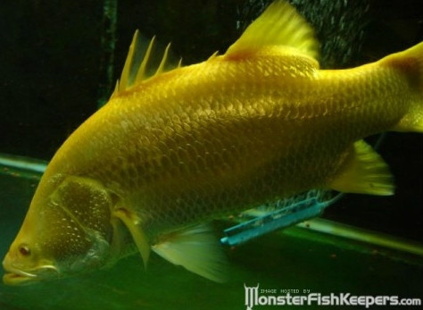 尼罗河鲈(动物)尼罗河鲈鱼是世界上最具影响力的100种入侵物种中的一