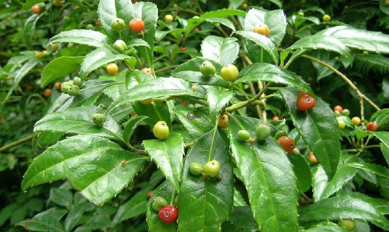 青荚叶属 (植物)