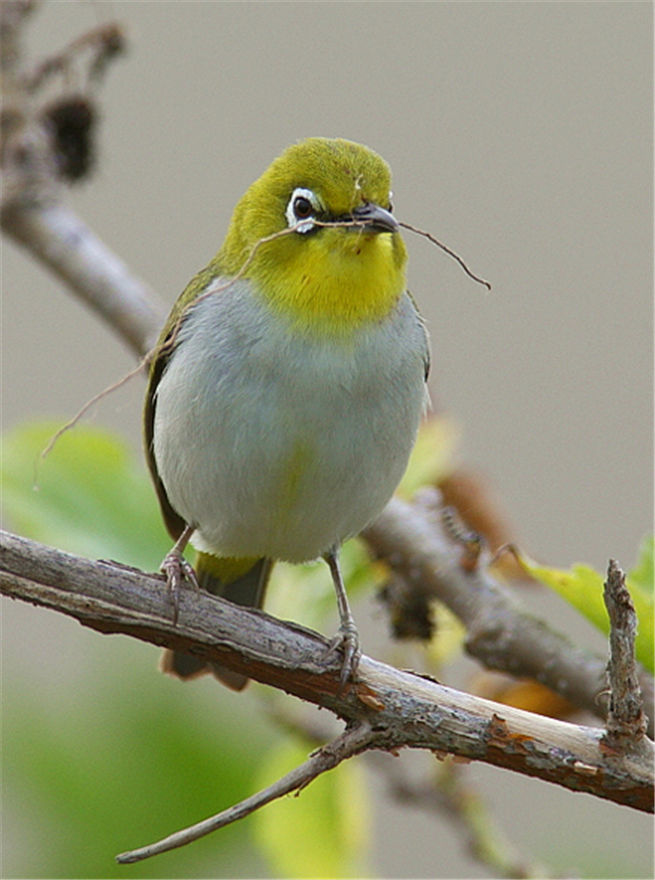 灰腹绣眼鸟动物