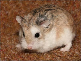 黑线仓鼠 (其他生物相关)