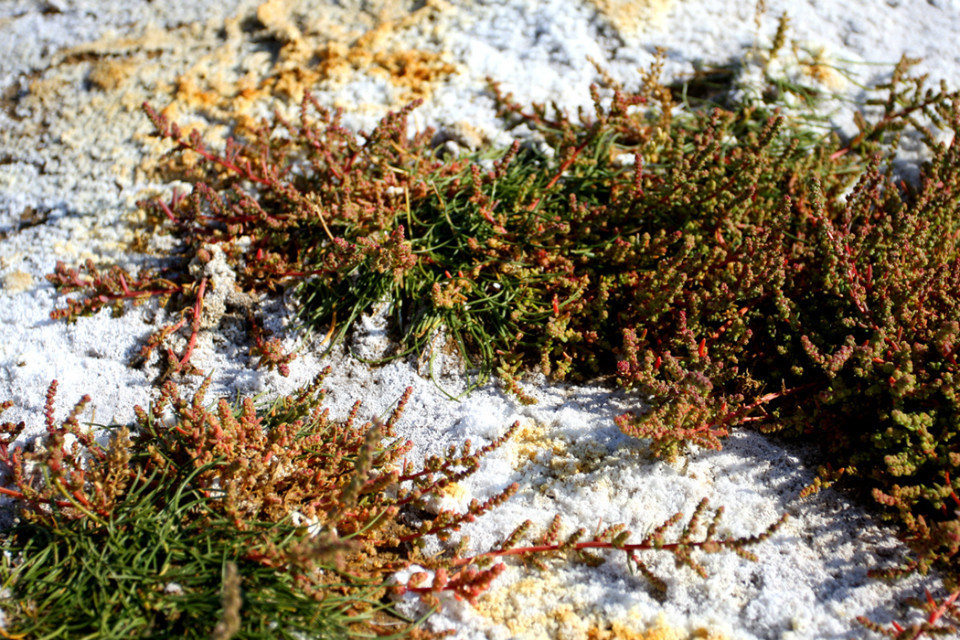 盐碱植物 (植物)
