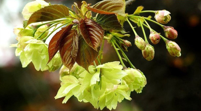 御衣黄樱 (植物)