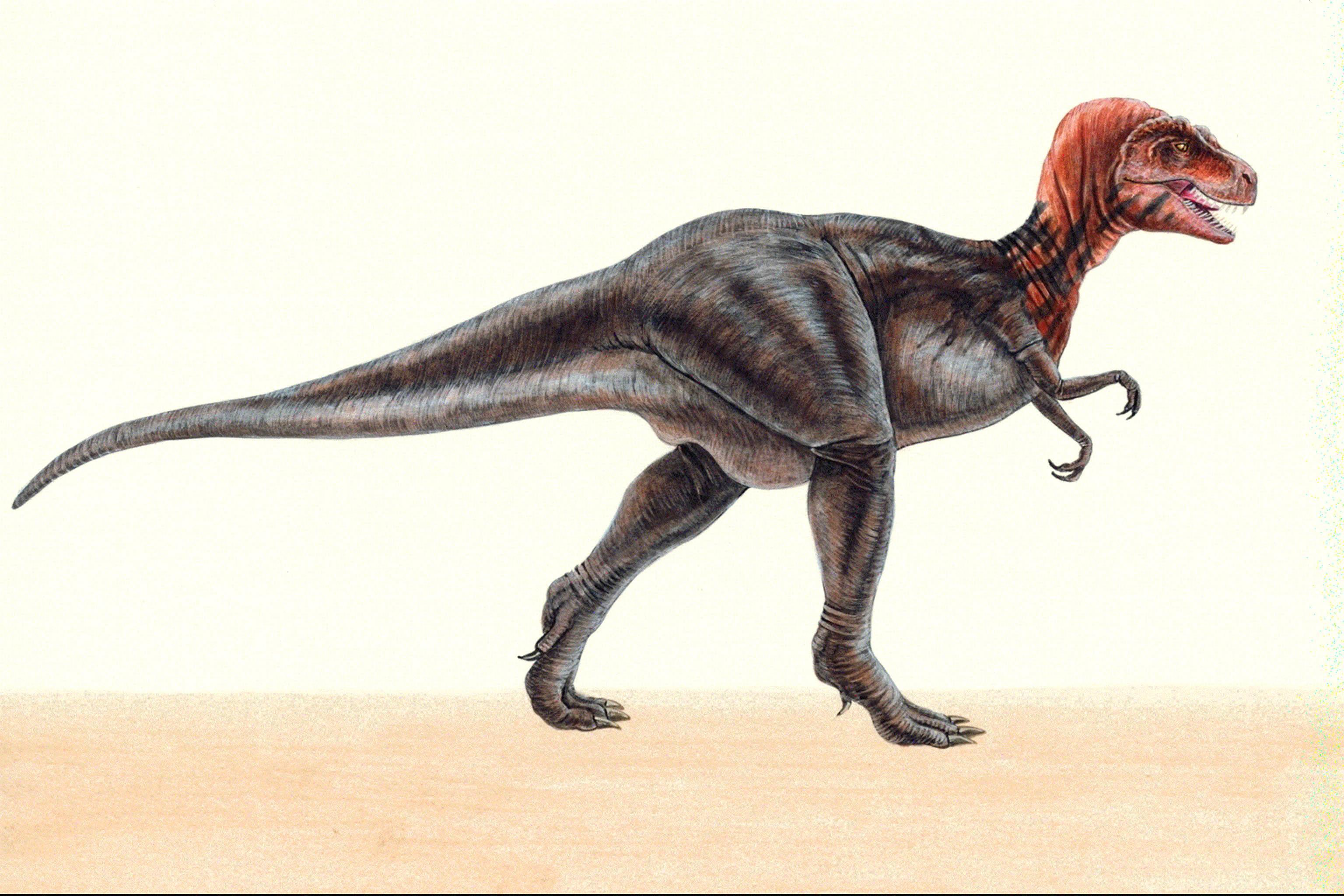 扁角龙(其他生物相关)扁角龙(属名:platyceratops)是种角龙下目恐龙