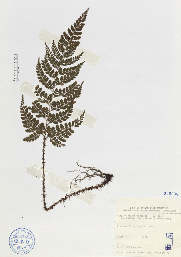 黑鳞复叶耳蕨植物