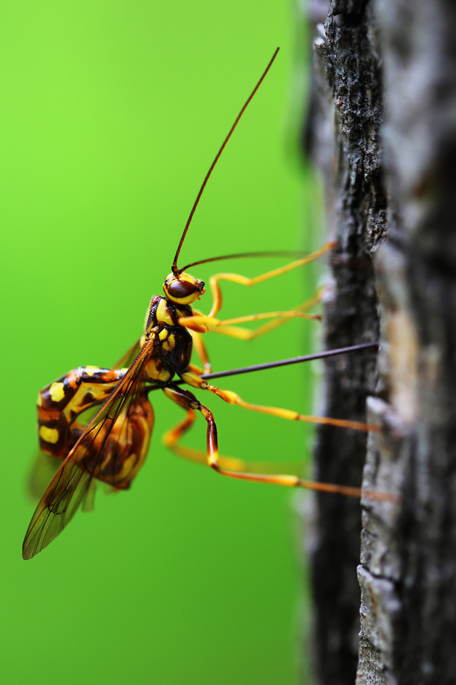 三峡兜姬蜂(其他生物相关)_技点百科