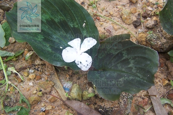 白花山柰(植物)