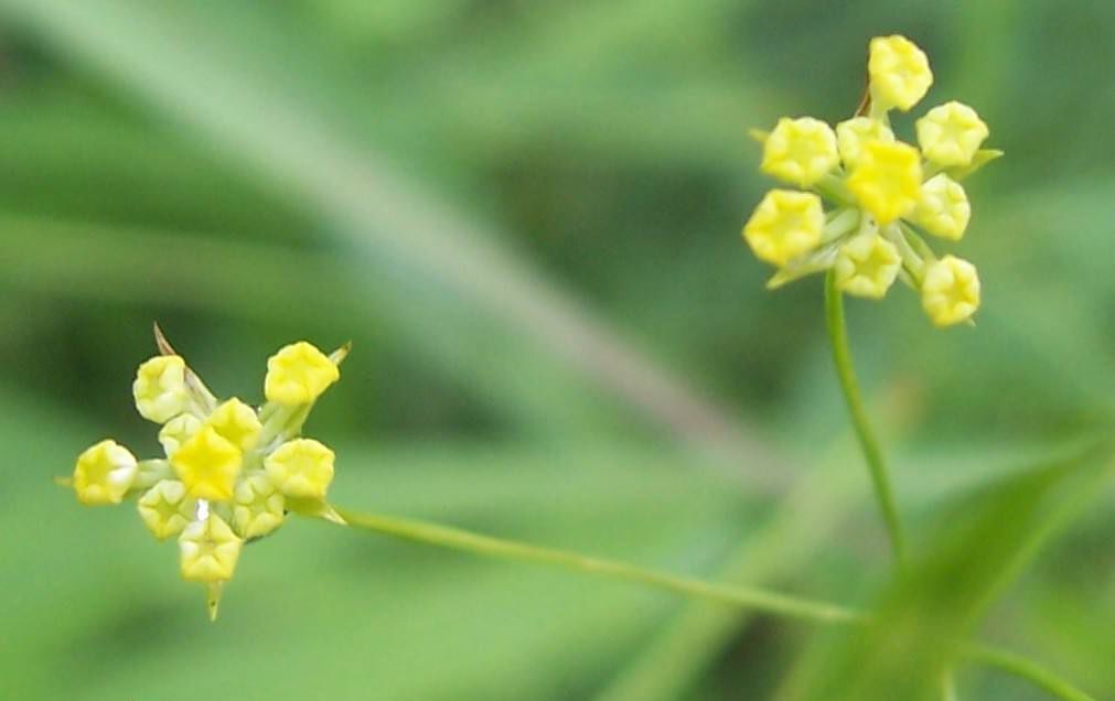 北柴胡(植物)