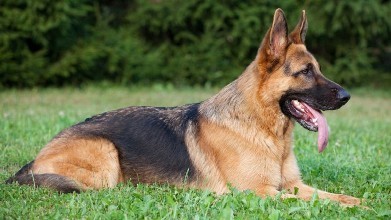 德国狼犬(动物)德国牧羊犬又称德国狼犬,是狗的一个品种,德国牧羊犬很