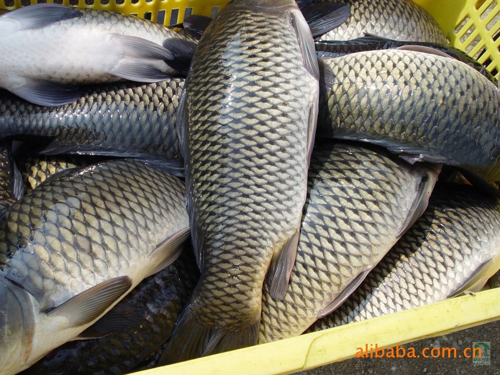 中国市场上有哪些食用鱼类品种？养殖方式各有什么特点？ - 知乎