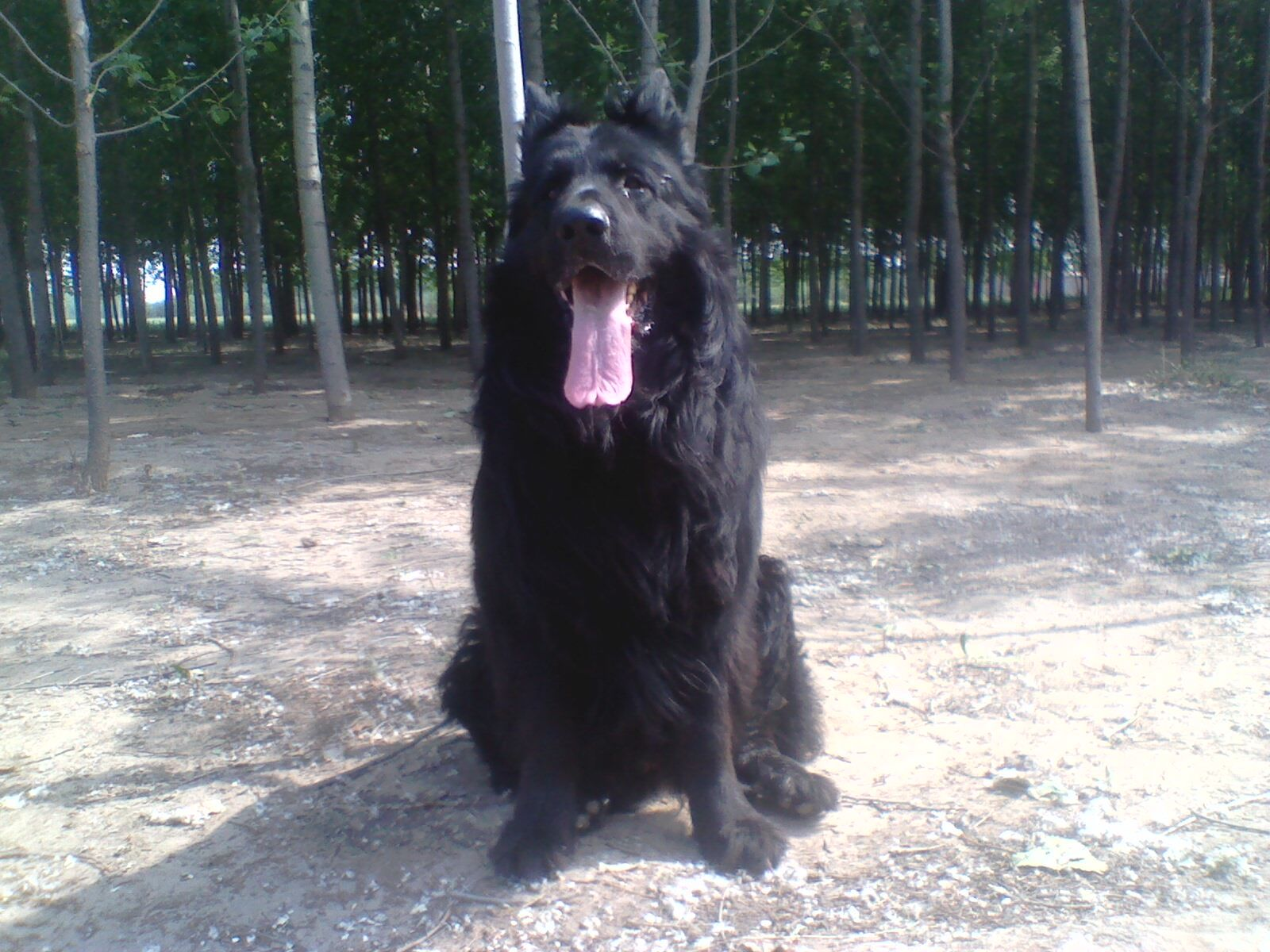 黑熊犬 (动物)