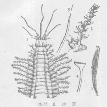 巢沙蚕(其他生物相关)