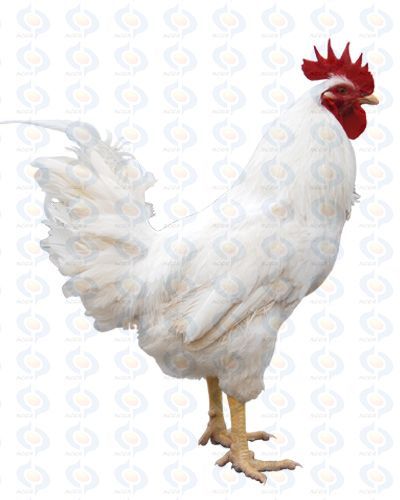 隐性白羽鸡 (公司)