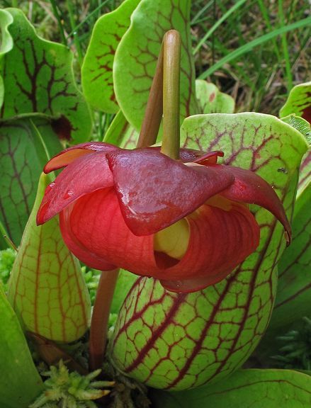 山地紫瓶子草 (植物)