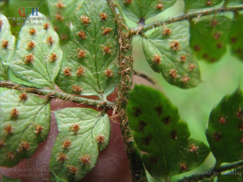 黑鳞耳蕨 (词条暂无分类)
