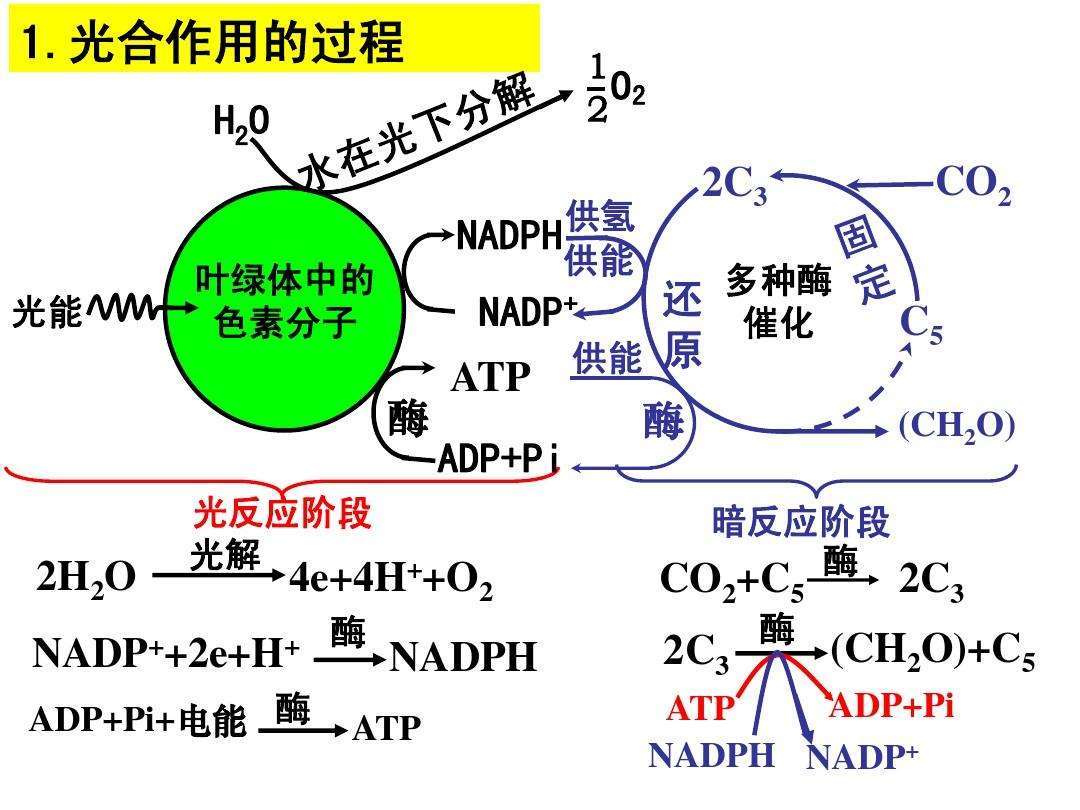光合作用原理及应用(植物)