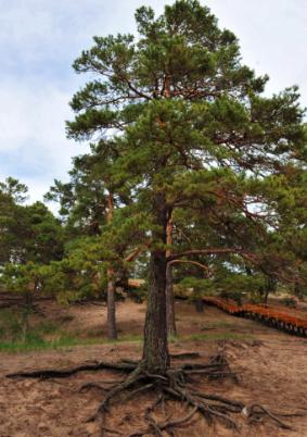 欧洲赤松 (植物)