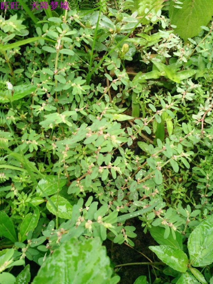 地锦 (植物)