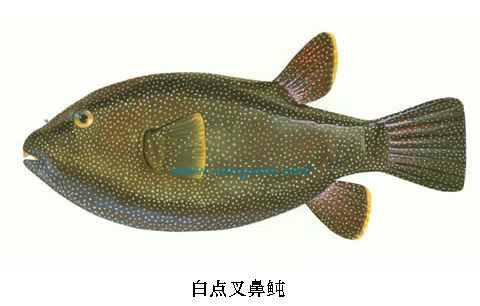 白点叉鼻鲀 (动物)