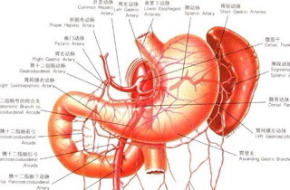 十二指肠体表位置图片