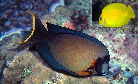黑鳃刺尾鱼 (其他生物相关)