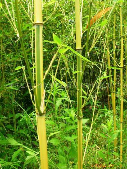 观赏竹_360百科