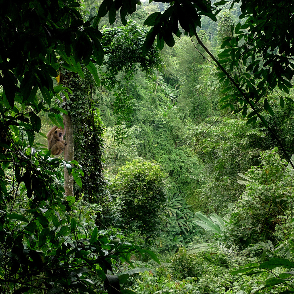 高清晰热带雨林壁纸-欧莱凯设计网
