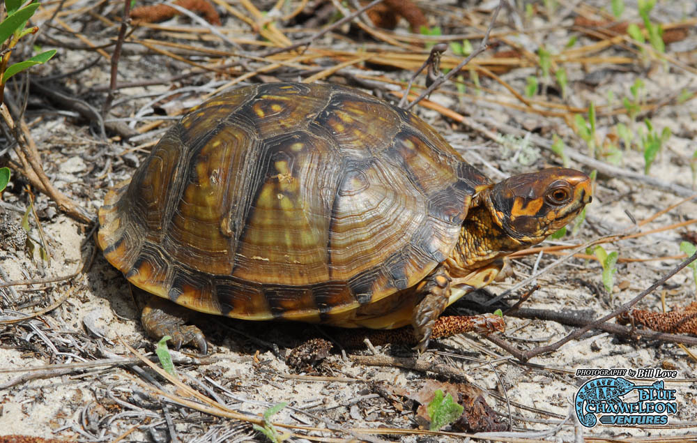 卡来罗纳箱龟(动物)
