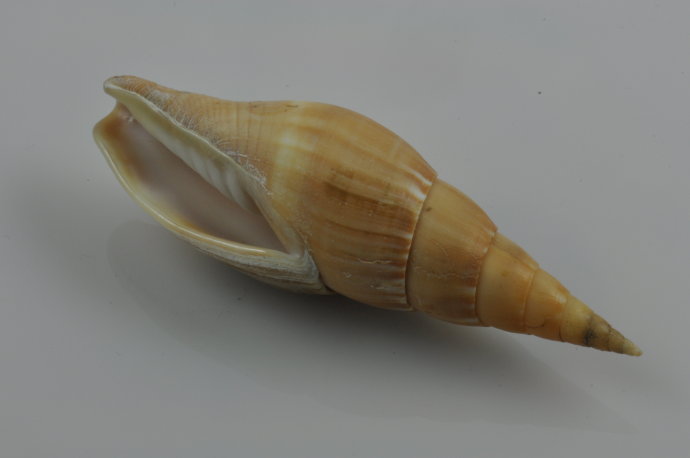 艳美笔螺(动物)