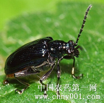 核桃扁叶甲(动物)昆虫名,属鞘翅目,叶甲科.