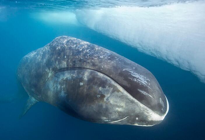 北极露脊鲸(动物)