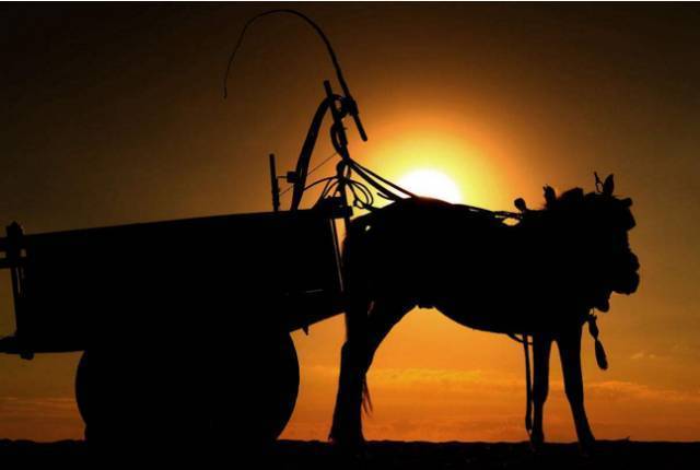 懒马效应 (心理学)