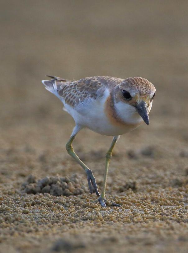 蒙古沙鸻 (动物)