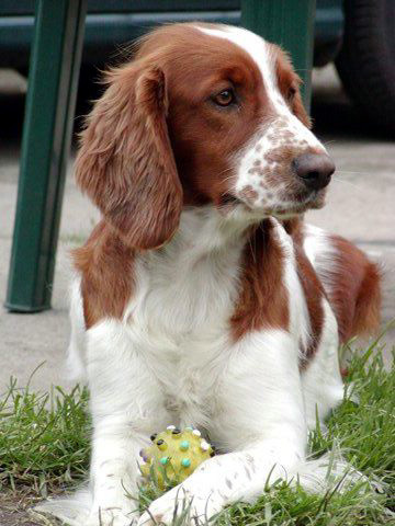 威尔斯激飞猎犬 (动物)