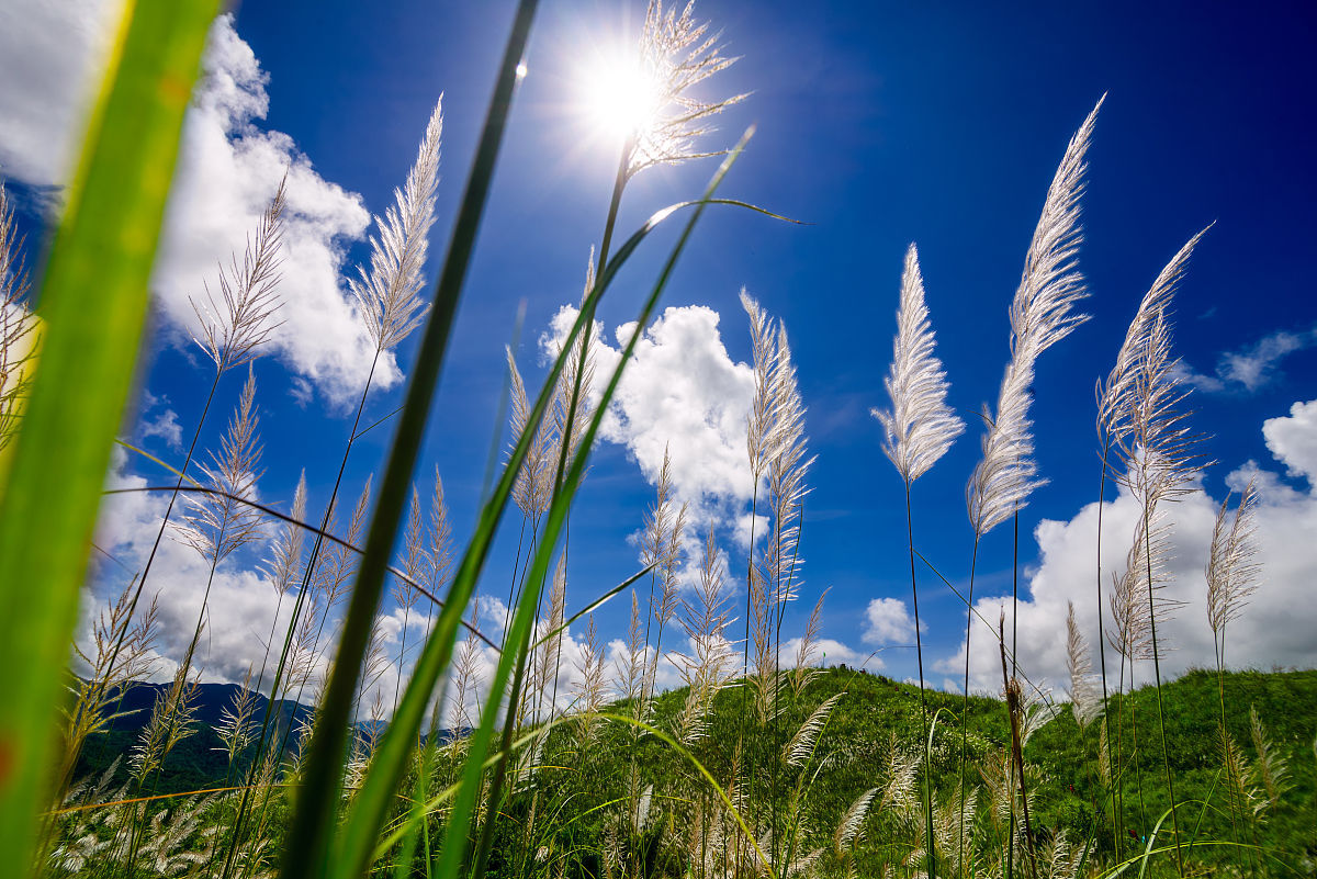 白茅草植物