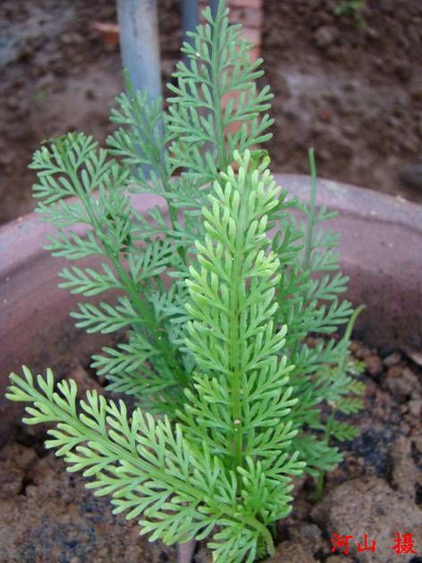 城口瓶蕨(植物)