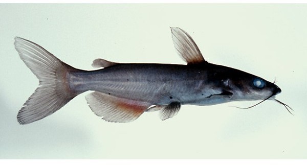 须鲇鱼(其他生物相关)