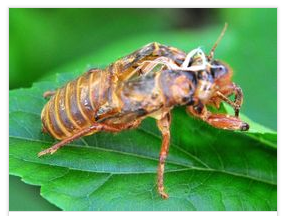 读音:qū qiào 基本解释:指有形的身体;肉体(对精神而言)躯壳详细