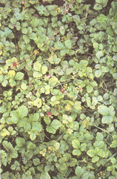 和尚头草(无机物)