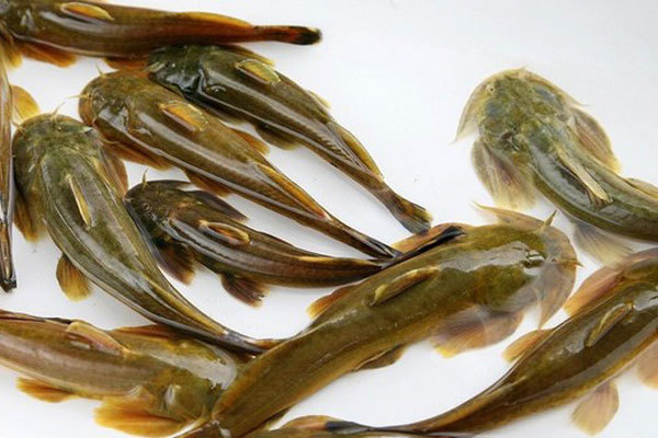 石巴子其他人物相关