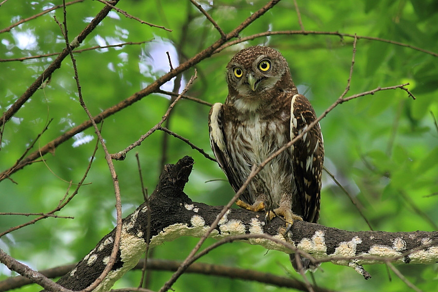 鸺鹠(其他生物相关)